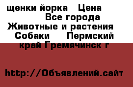 щенки йорка › Цена ­ 15 000 - Все города Животные и растения » Собаки   . Пермский край,Гремячинск г.